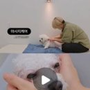 꼼꼼하개 이미지