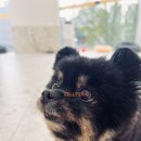 애견호텔 이미지