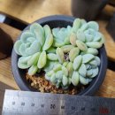 화이트팜