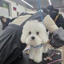 종로애견미용 이미지