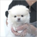 부산강아지분양 앨리펫 | 강아지분양의 신뢰할 수 있는 선택 부산 강아지분양 도로시펫 후기