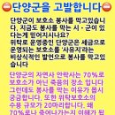 입양 기회 조차도 갖지 못하고, 죽어가는 단양군 강아지들 이미지