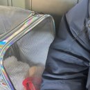 압구정동물의료센터 이미지