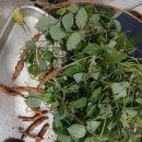 원소주방 | 생더덕막걸리와 선어회 계절포차 맛집 '원소주방' 다녀온 후기