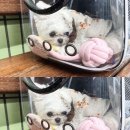 아지트댕댕 이미지