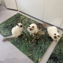 버만캣패밀리 이미지