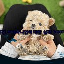 말티네 집 | 진천 강아지분양, 말티슈분양 후회없는 선택! 찐후기