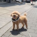 댕댕마실 이미지