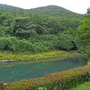 숲 이미지
