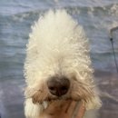 븜프그루밍 이미지