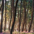 장항농협주유소 이미지