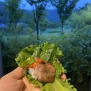 함평자연생태글램핑앤오토캠핑장지점 | 함평 자연생태 글램핑 오토캠핑장 (월풀 카라반 다녀온 후기)