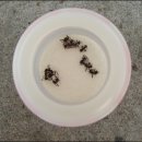 수입유기농 밀가루 개미실험...한번 읽어보세요 이미지