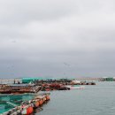 돌고래좌대낚시터 이미지