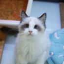 고양이분양은 노블캣 랙돌놀숲분양캐터리 대전점 이미지