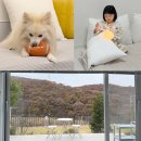 서울애견마트 | 서울근교 애견펜션 연천 독채 애견동반숙소 포리하우스