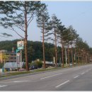 느티나무길>금강공원길 웨딩21뉴스