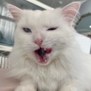 고양이카페 랙돌 | [인천/구월동] 고양이카페 랙돌카페냐옹 일상&amp;고양이 동공 짝짝이 현상!!