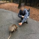 [호주/시드니] 페더데일 동물원 비오는 날 오픈런 후기 + 투어, 셔틀 내돈내산