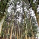 남조로사려니숲길 앞 이미지