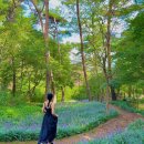 백화산둘레길 | 충청도 가볼만한곳 태안 여행 백화산 흥주사 맥문동 트리워크 둘레길