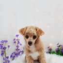 동그란 멍멍이 이미지