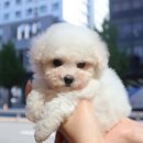 강아지마을 이미지