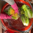 양남보쌈 | 김장은 하나의 프로젝트, 200포기 경험 후기