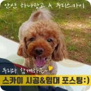 스카이광고간판