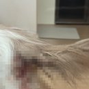 씨유 광주한국병원점 | 광주 계림동 '튼튼동물병원' 암컷 고양이 중성화수술 상세후기, 비용