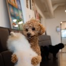 마오네 문덕점 이미지