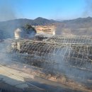 양계장닭한마리 이미지