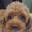 초콜릿종합동물병원 이미지