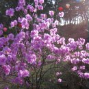 산유화