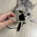 피커 - 목포시 영산로 683-1 | 고양이 장난감 추천 두잇 키티피커 내돈내산 후기