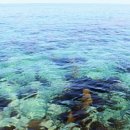 더 스트림 이미지