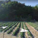 사정농장 이미지