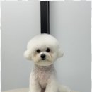 행복한애견미용실 이미지