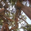 오렌지 꽃향기는 바람에 날리고 이미지