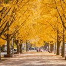 은행나무길 이미지