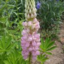 노을향기 이미지