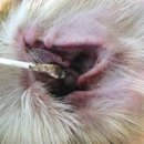 힐스타동물병원 이미지