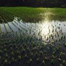 아름다운 꿩농원 이미지