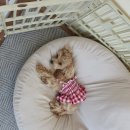 명랑한도그 이미지