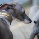 꽃님켄넬 이미지