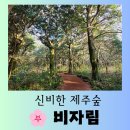 새천년오피스텔(천년사랑오피스텔) | [제주 여행] 드라마 <키스는 괜히 해서> 촬영지 아름다운 제주 숲 "비자림" 즐거운 방문 후기