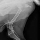 로얄동물외과수술센터 이미지