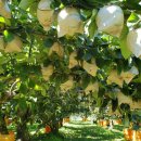 홍성수농장 이미지