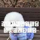바람난강아지 | 비숑패딩 추천, 강아지 올인원패딩 바잇미 레타 겨울 실착 후기