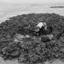 인천의 갯벌 이야기 이미지